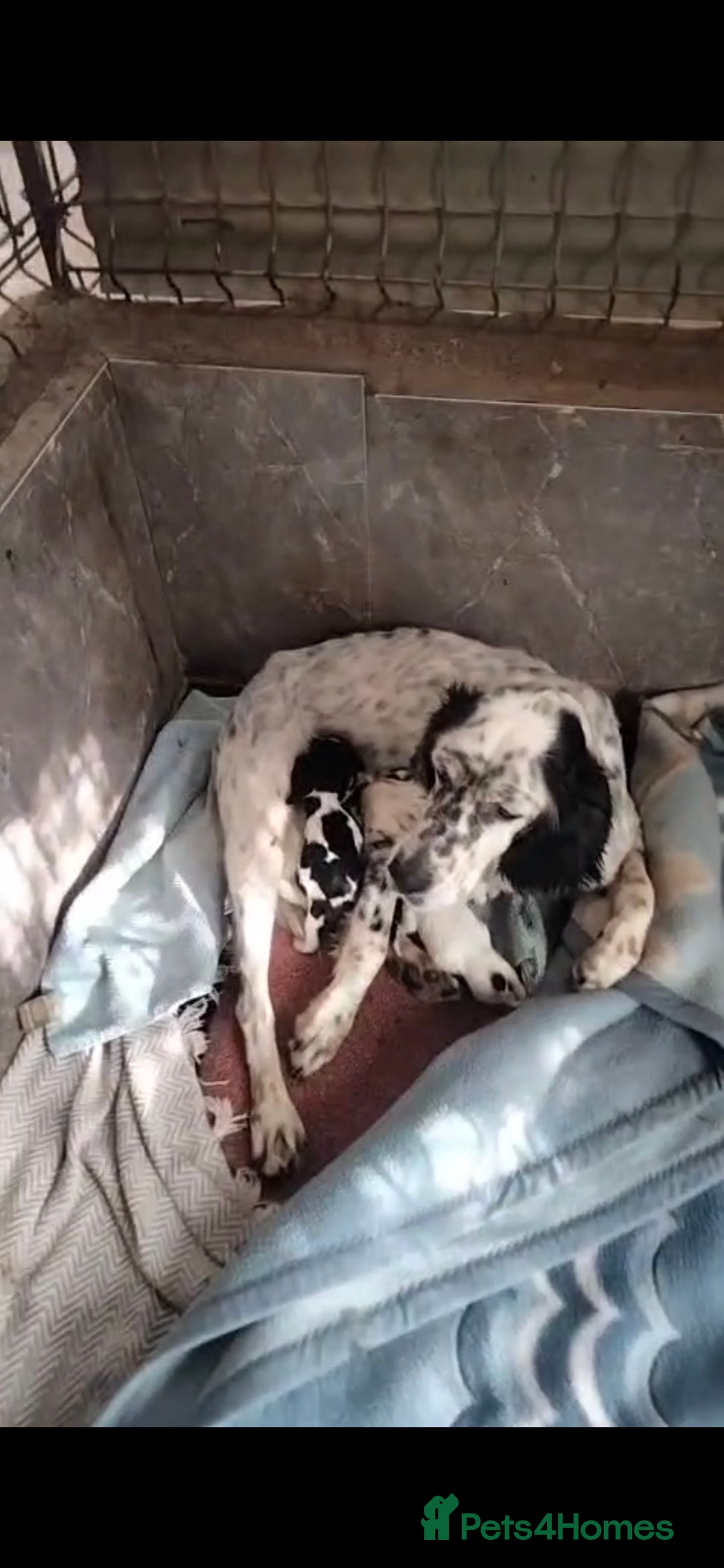 English Setter dogs for adoption: Setter x pups  - Image 3