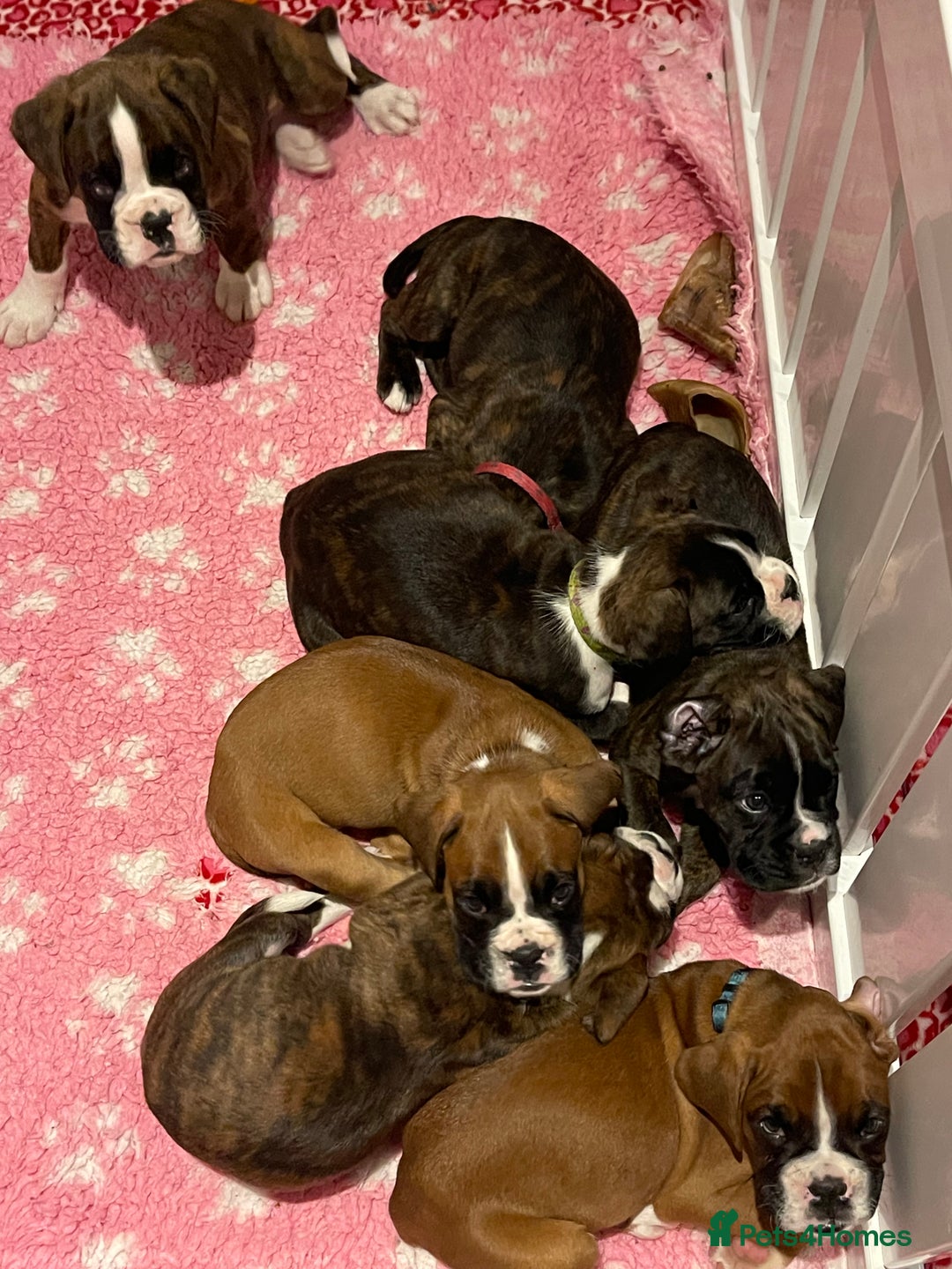 Boxer dogs for sale: Beautiful boxer puppies available  - Image 37