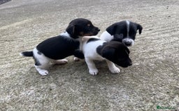 Jack Russell dogs for sale: Jack Russell puppies for sale  - Image 3