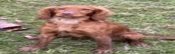 Cocker Spaniel dogs for sale: Kc registered cocker spaniel pups - Advert 13
