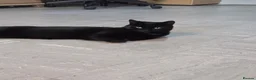 Domestic Shorthair cats for sale: 3 year old black cat looking for home - Advert 3