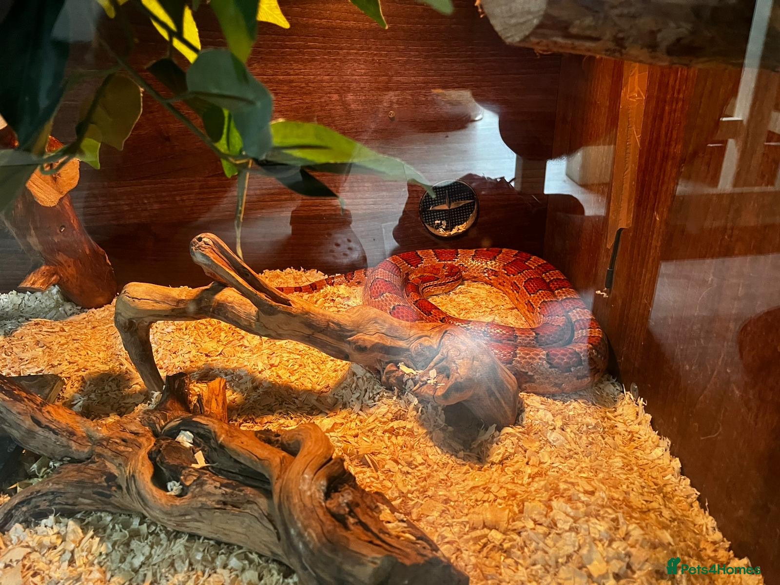 Corn Snake reptiles Corn snake  - Advert 6