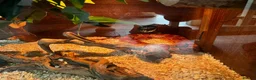 Corn Snake reptiles for sale: Corn snake  - Advert 1