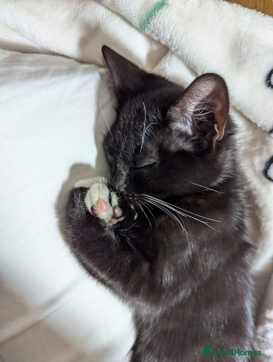 Mixed Breed cats for sale: Kitten Beau  - Image 14