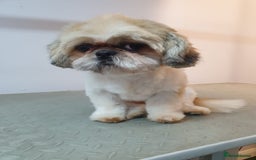 Shih Tzu dogs for sale: 🐾 Gorgeous Shih Tzu Puppies – 1 Boy & 1 Girl 🐾 - Image 6