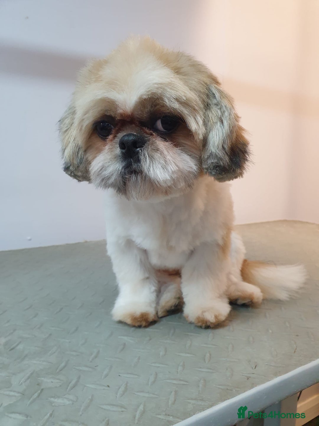 Shih Tzu dogs for sale: 🐾 Gorgeous Shih Tzu Puppies – 1 Boy & 1 Girl 🐾 - Image 6