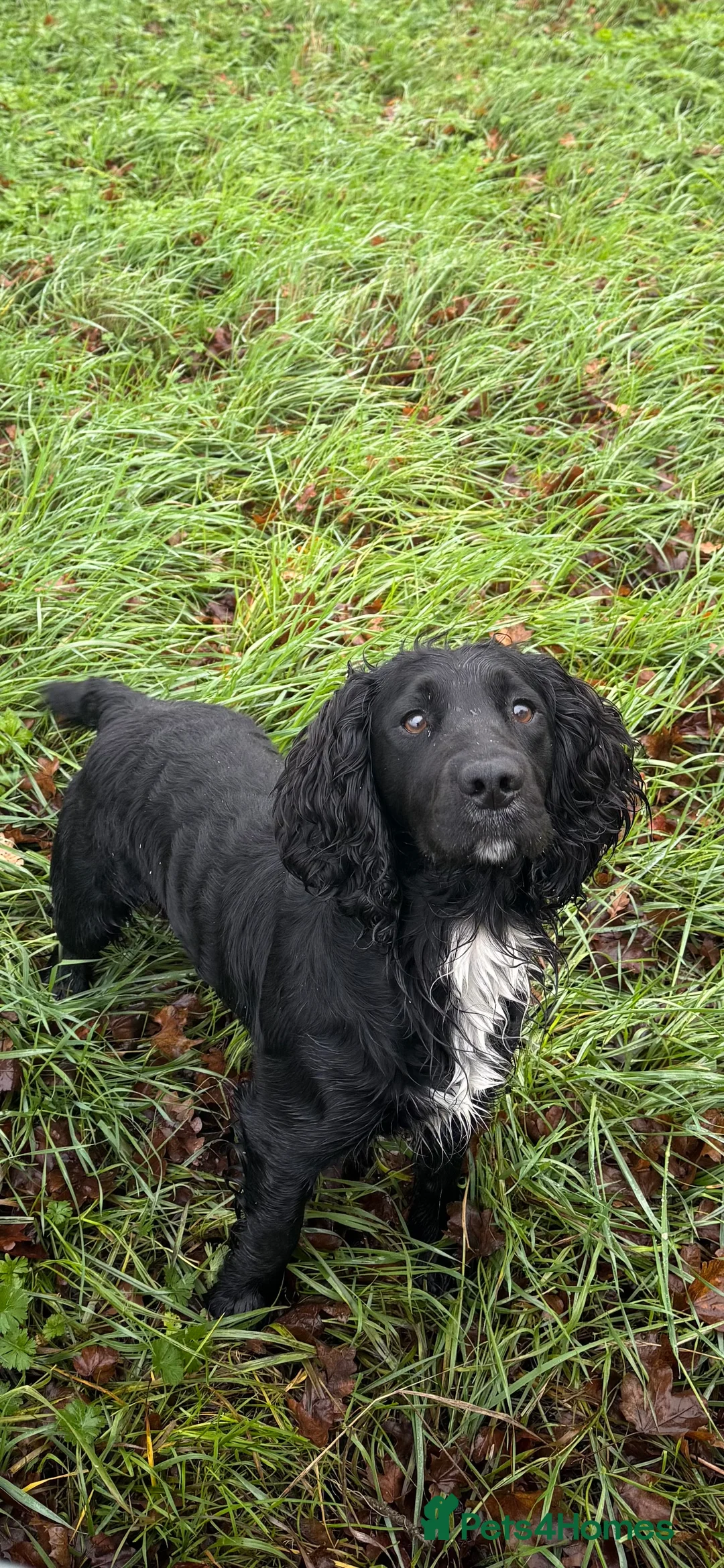 Cocker Spaniel dogs for stud: Working Cocker Spaniel available for Stud  in Chelmsford - Advert 2