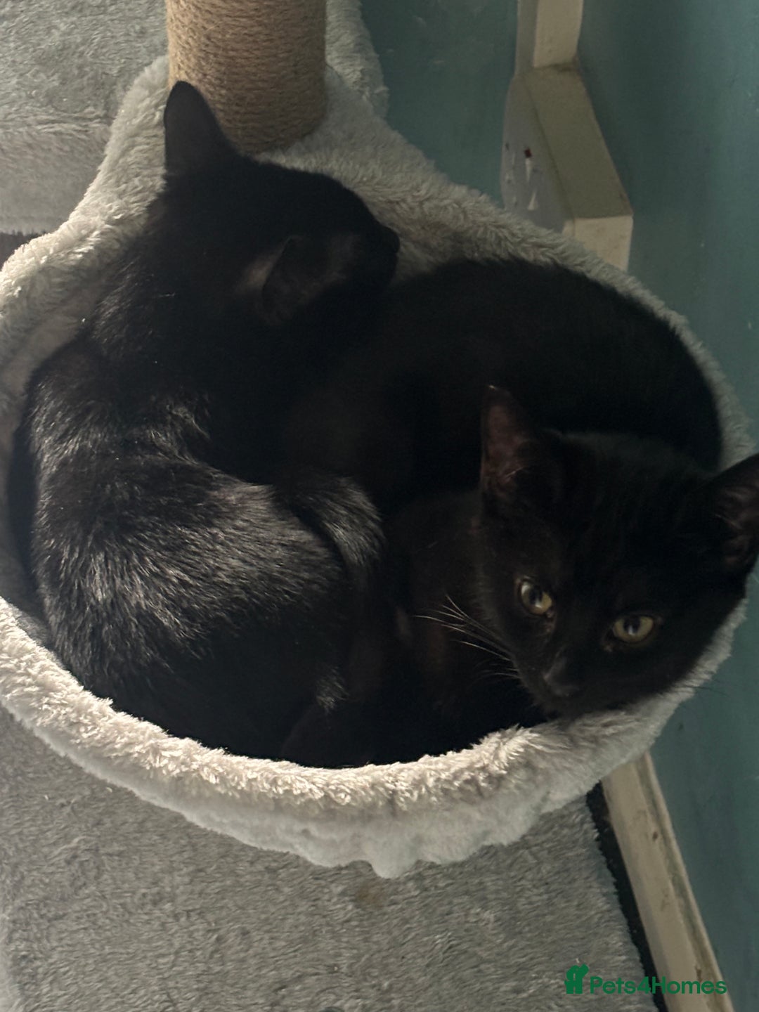 Domestic Shorthair cats for adoption: Adopt from Cats in Crisis East London  - Advert 6