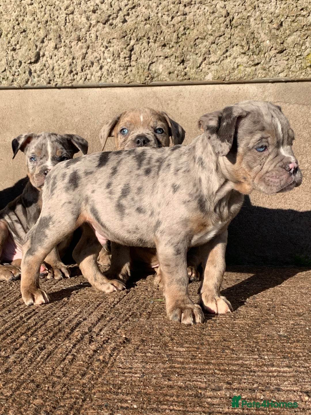Olde English Bulldogge dogs for sale: Olde English bulldogges generational  - Advert 30