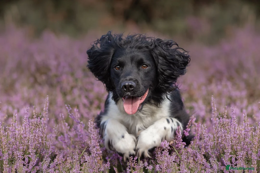 English Springer Spaniel dogs for stud: Heavily marked B&W FULLY HEALTH TESTED ESS in Leyburn - Advert 4