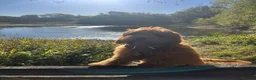 Cockapoo dogs for sale: PREGNANCY CONFIRMED - F1 COCKAPOOS - Advert 10