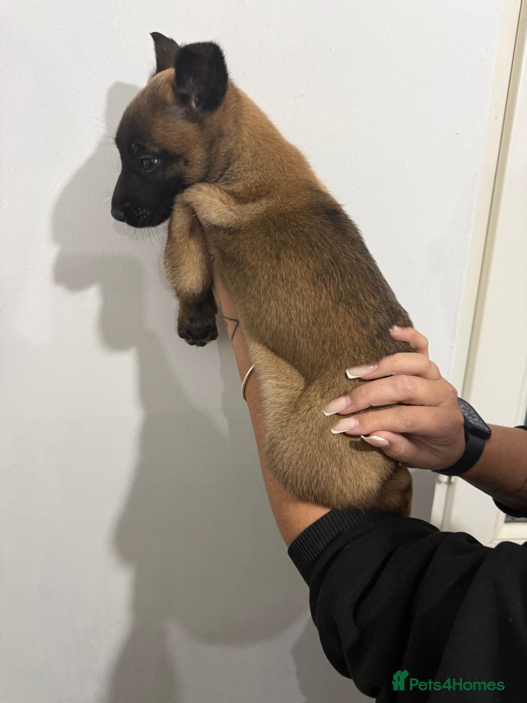 Belgian Shepherd Dog dogs for sale: Belgian Mali Pups - Advert 8