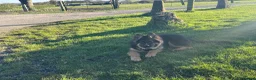 German Shepherd dogs for sale: LONG COATED GERMAN SHEPHERD GIRL  - Advert 9