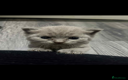 British Shorthair cats for sale: British shorthair kittens  - Image 17