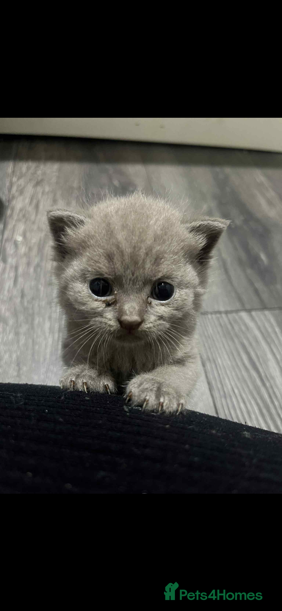 British Shorthair cats for sale: British shorthair kittens  - Image 17