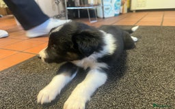 Border Collie dogs for sale: 7 collie puppies available end of October  - Image 6