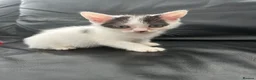 Mixed Breed cats for sale: Kittens for sale - 2 girls 3 boys - Advert 3