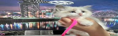 Girl Kitten 1