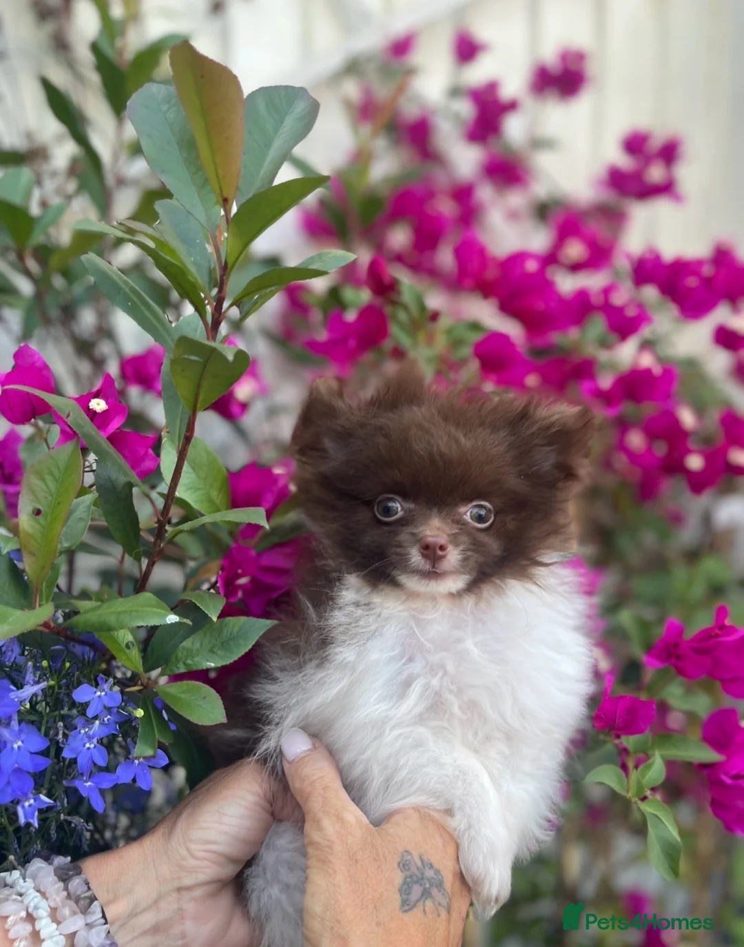 Pomeranian dogs for sale: Chocolate Parti Pom - Advert 1