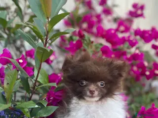 Pomeranian dogs Chocolate Parti Pom - Advert 5