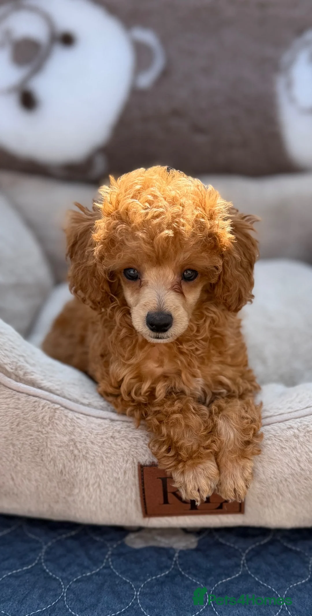 Toy Poodle dogs for sale: Exquisite KC Reg Toy Poodle  in Larkhall - Advert 2