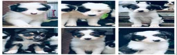 Border Collie dogs for sale: Beautiful Border Collie Puppies Classic Tricolour - Advert 1