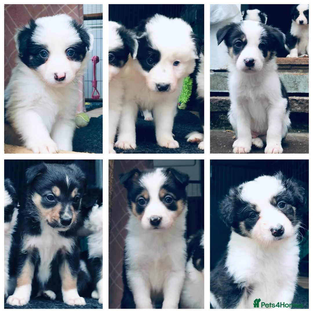 Border Collie dogs for sale: Beautiful Border Collie Puppies Classic Tricolour - Advert 1