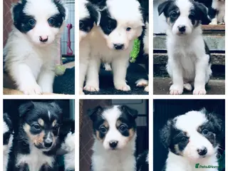 Border Collie dogs Beautiful Border Collie Puppies Classic Tricolour - Advert 9