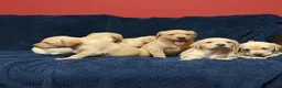 Labrador Retriever dogs for sale: Fetch labrador puppies - Advert 19