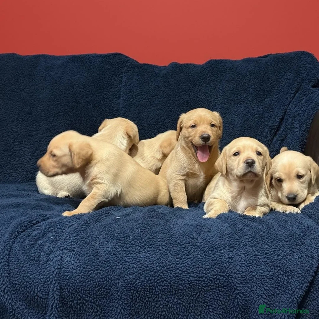Labrador Retriever dogs for sale: Fetch labrador puppies - Advert 19