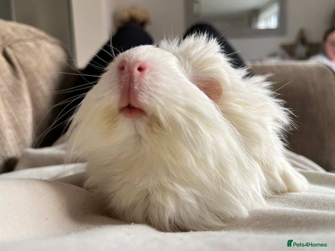Guinea Pig rodents for sale: 2 Bonded Male Guinea Pigs  - Image 3