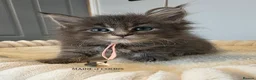 Maine Coon cats for sale: Maine coon kittens - Advert 27