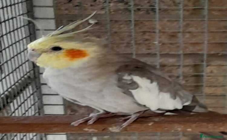 Cockatiels birds - Advert 8