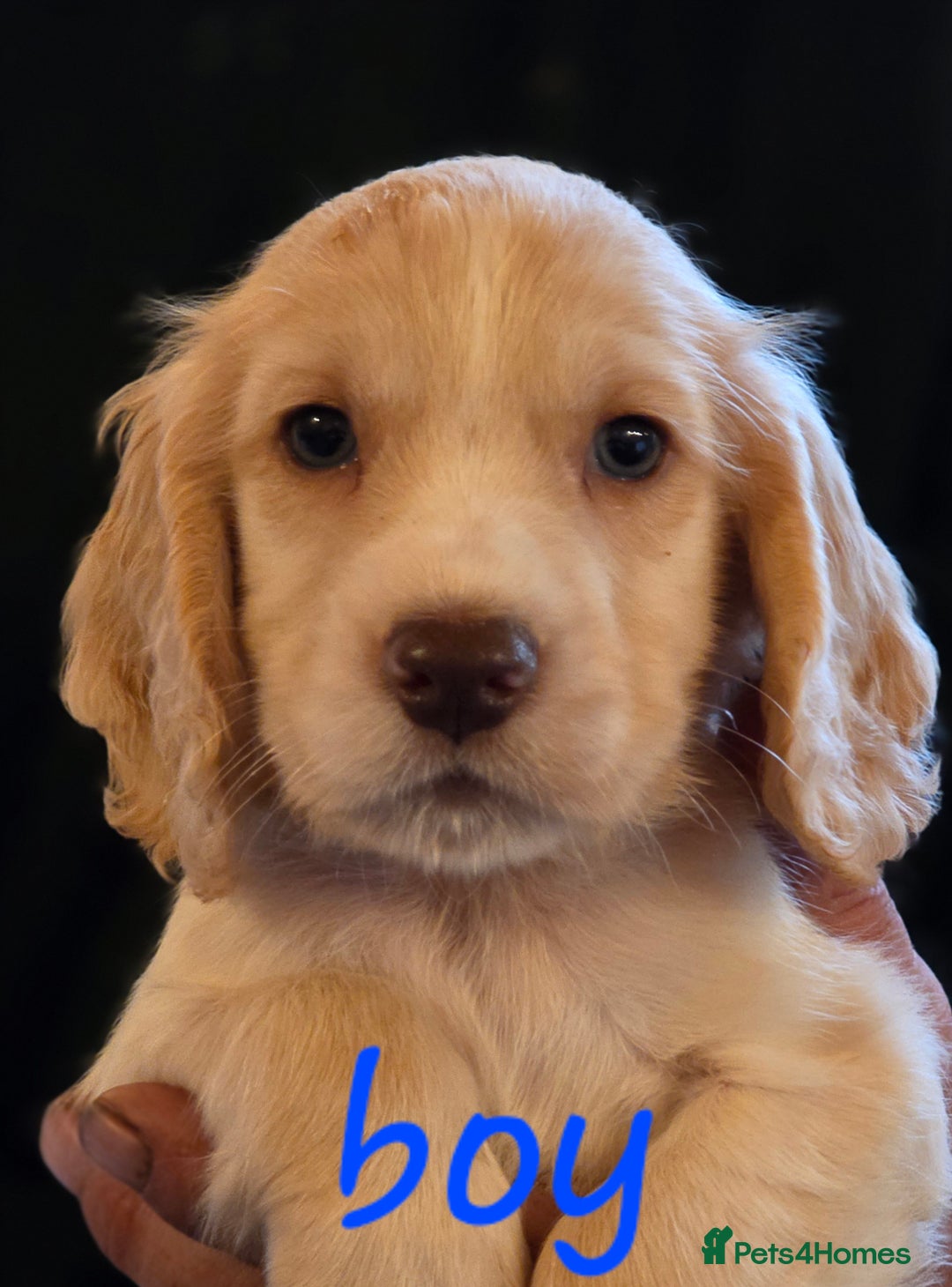 Cocker Spaniel dogs for sale: working cocker spaniel pups - Image 3