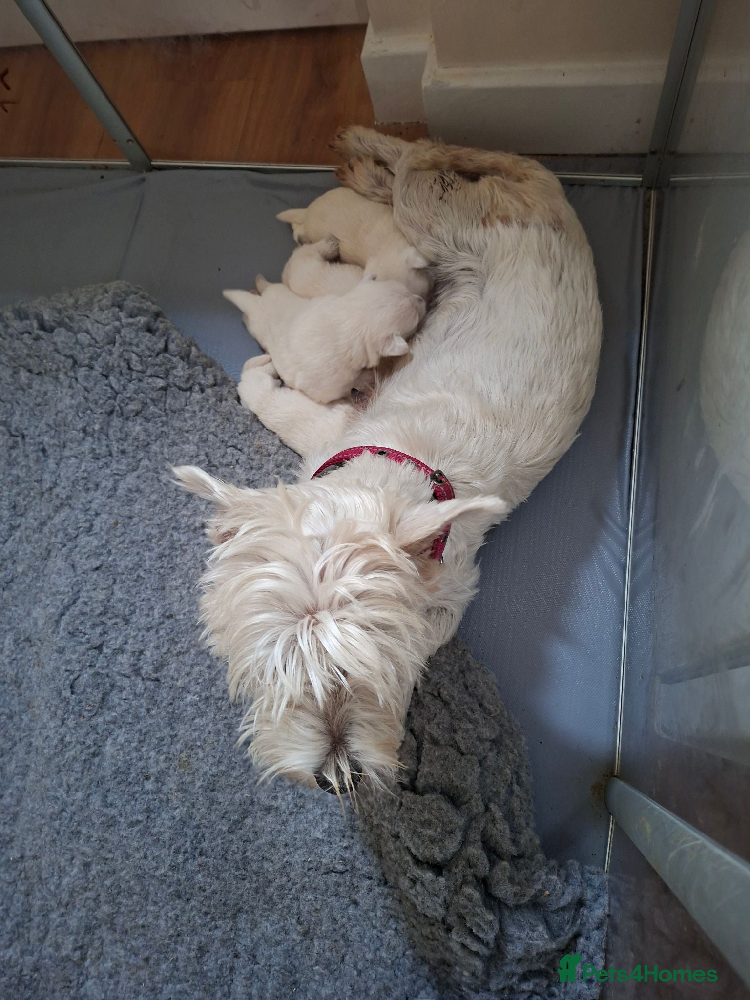 West Highland Terrier dogs FifeWesties  - Advert 4