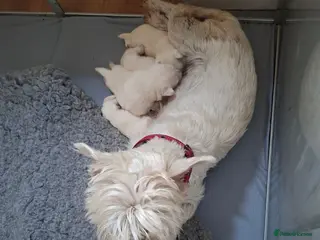 West Highland Terrier dogs FifeWesties - Advert 4