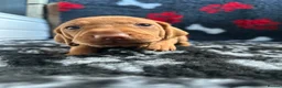 Hungarian Vizsla dogs for sale: Exceptional Pedigree Hungarian Vizsla Puppies - Advert 28
