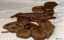 Cavapoo dogs for sale: 🐾Gorgeous F2B Cavapoos 🐾 - Image 9