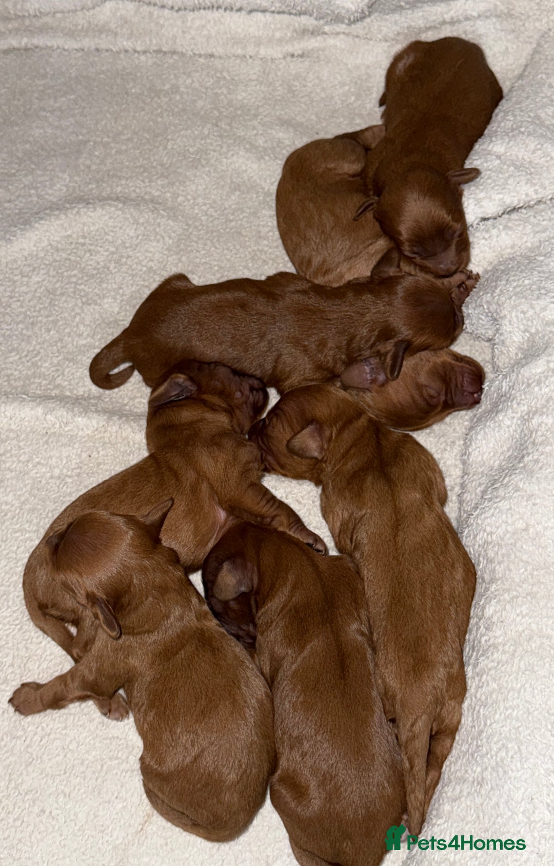 Cavapoo dogs for sale: 🐾Gorgeous F2B Cavapoos 🐾 - Image 9