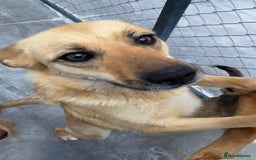 Mixed Breed dogs for adoption: Eva (Saffron), 1.5 yrs. Reserved stc. in Brixham - Image 2