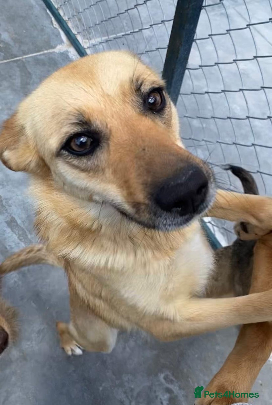 Mixed Breed dogs for adoption: Eva (Saffron), 1.5 yrs. Reserved stc. in Brixham - Image 2