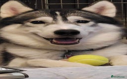 Siberian Husky dogs for stud: siberian husky for stud purebreed - Image 2