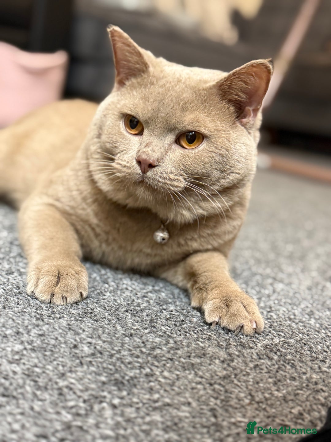 British Shorthair cats for sale: Fawn Male BSH 10 months old  - Advert 2