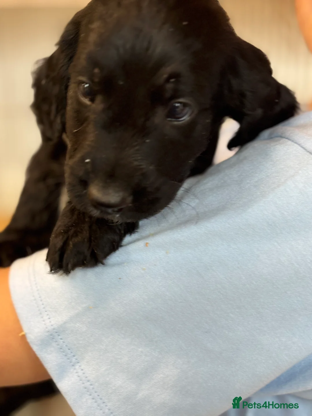 Cocker Spaniel dogs for sale: Cocker Spaniel puppies  - Advert 4