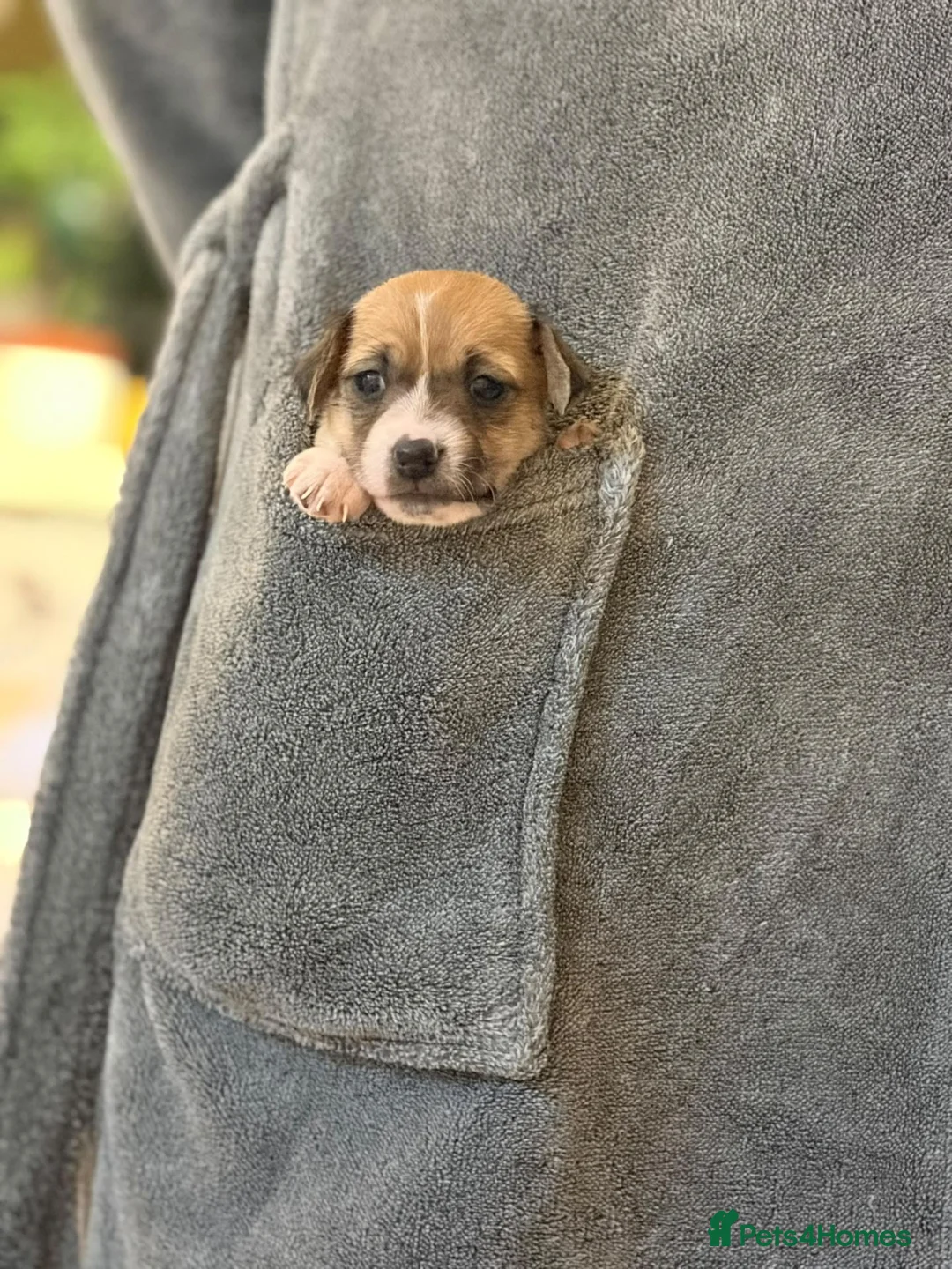 Jack Russell dogs for sale: 8 Beautiful Jack russell puppies - Advert 2