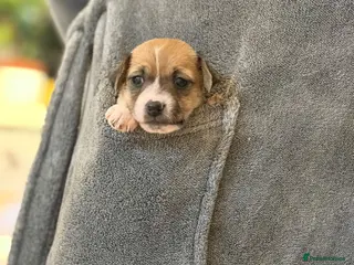 Jack Russell dogs 8 Beautiful Jack russell puppies - Advert 2