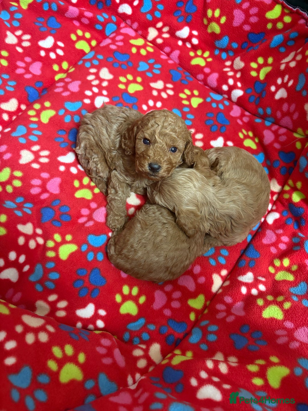 Cockapoo dogs for sale: 2 F1B cockapoo puppies 💖💙 - Advert 8