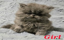 Persian cats for sale: GCCF REGISTERED KITTENS CHAMPION LINES - Image 5