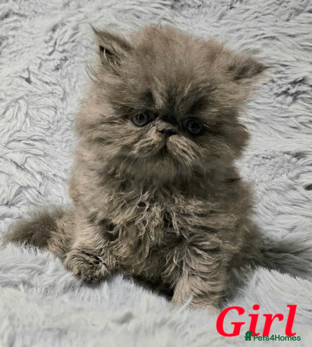 Persian cats for sale: GCCF REGISTERED KITTENS CHAMPION LINES - Image 5