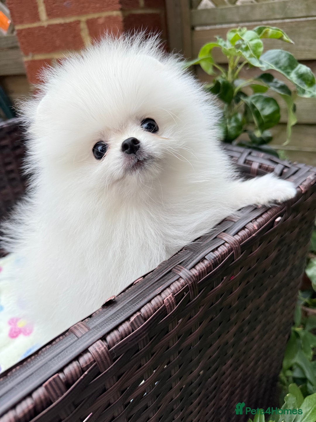 Pomeranian dogs for sale: Pom bears looking for loving homes❤️ - Image 31